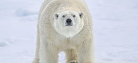 Researchers rescued from polar bears in Arctic