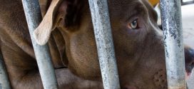 SPCA to end dog services over pit bull ban, Report