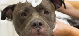 Montreal Bans New Ownership of Pit Bulls, Report