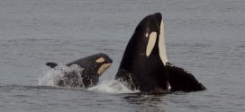 New images released of eight calves born (Pacific Whale Watch Association)