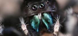 Spiders can hear you from across a room, says new research