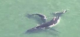 Stranded humpback whale in Australia finally freed (Video)