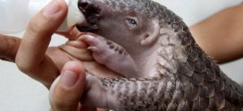 World's Most Trafficked Mammal Pangolin Gets Trade Protection, Report