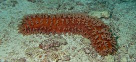 Researchers discover mechanisms of shape-shifting sea cucumbers