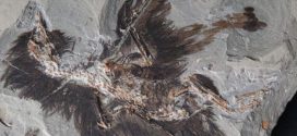 An ancient Chinese bird Fossil gives Clues to Feather Colors