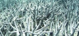 Death of coral reefs could be devastating for humans, researchers warn