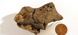 First-Ever Dinosaur Brain Tissue Found (research)