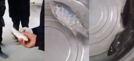 Frozen Fish Comes Back to Life! (Video)