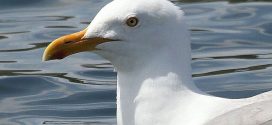 Seabird Crap Could Help Save the Arctic, Says New Research