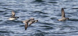 British Columbia seabird haven marked for protected status, Report