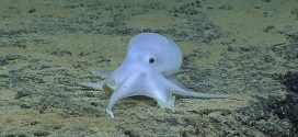 Casper Octopus is Under Threat from Deep Sea Mining