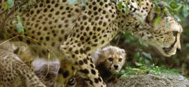 Cheetah sprinting to extinction, wildlife experts warn