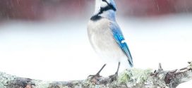 Christmas bird count season is here