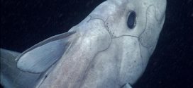 Elusive 'Ghost Shark' Filmed Alive In Ocean For First Time (Video)