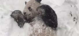 Giant panda Plays with a Snowman at Toronto Zoo (Video)