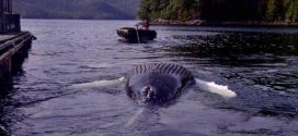 Humpback whale found dead at salmon farm