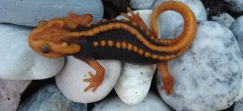 Klingon Newt' one of 163 new species found in Southeast Asia (Photo)