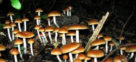 Magic mushroom drug helps people with cancer face death, Says New Study