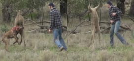 Man punches kangaroo in Australia to save his dog (Video)