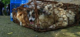 Pooches rescued from Chinese dog meat festival arrive in Canada to start new lives