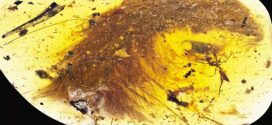 Scientists make breathtaking find encased in 99 million-year-old amber