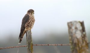 Volunteers participate in annual Christmas bird count for 2016 - 2017