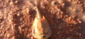 Alien-looking shrimp of the desert appear in Central Australia after heavy rain (Photo)