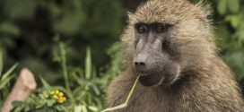 Baboons recorded making key sounds found in human speech, finds new research