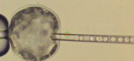 Human stem cells grown in pig embryos (new research)