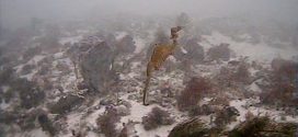 Mysterious ruby sea dragon has been caught on camera for the first time (Video)