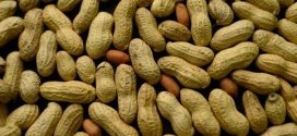 NIH: Infants should be fed peanuts to stave off allergies, Report