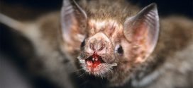 Vampire Bats Are Drinking Human Blood in Brazil, Says New Study