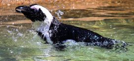 Climate change and fishing create ‘trap’ for African penguins, says new research