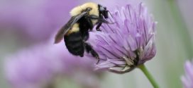 Donald Trump Blocks Listing Bumblebee as Endangered