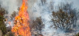 Humans Cause Most of America's Wildfires, Says New Study