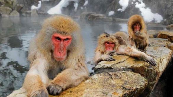 Japanese zoo culls 57 macaques carrying 'invasive' genes - Canada ...