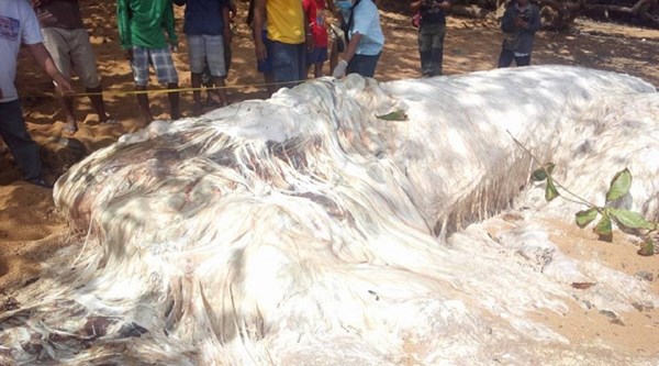 Mysterious sea creature in Philippines' shore baffles researchers ...