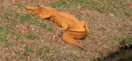 Orange alligator gets snapped in South Carolina (Photo)