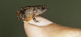 Researchers discover four species of tiny frogs in India