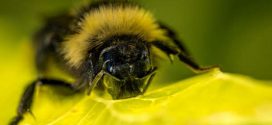 Researchers train bumblebees to score goals with tiny footballs for treats