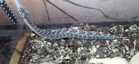 Snakes stolen from Thorold residence