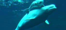 Vancouver Aquarium to end display of beluga whales by 2029