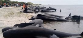 Whales beached on New Zealand coast, bringing total to 650