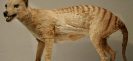 Back from the dead? Scientists renew search for extinct Tasmanian Tiger