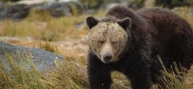 Future survival of BC's grizzly bears at risk, says new report