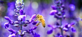 Honey Nut Cheerios’ BuzzBee missing from iconic cereal box for important cause