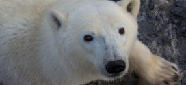 How will global warming affect polar bears?