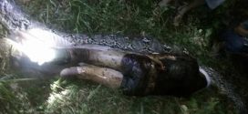 Missing Indonesian farmer found dead in belly of 7m-long python (Video)