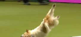 Olly the Terrier wins fans everywhere with his awful run at dog show (Video)