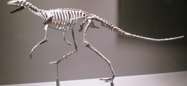 Paleontologists investigate evolution of bipedalism in ancient dinosaur ancestors